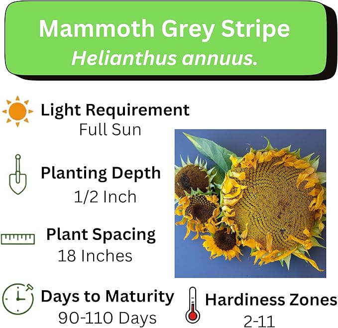 Mammoth Sunflower Seeds for Planting - Grow Giant Sun Flowers in Your Garden - 50 Non GMO Heirloom Seeds - Full Planting Instructions for Easy Grow - Great Gardening Gifts (3 Packets)