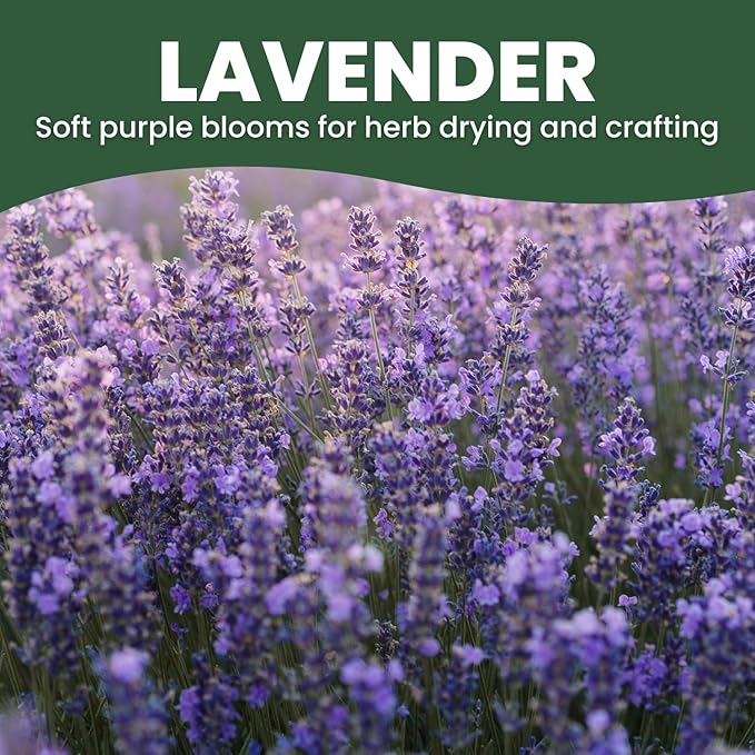 Lavender – 7,000 Seeds for Planting – 2026 Season – 1/4 Ounce Pouch