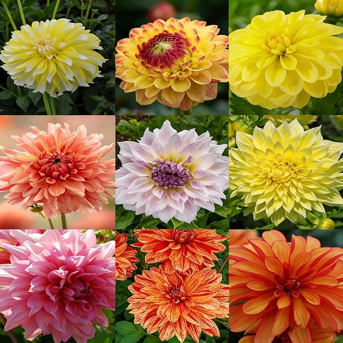 Mix Dahlia Seeds for Planting, 400pcs Rare Perennial Garden Dahlia Flower Seeds Non-GMO Heirloom Flower Plants, Beauty Home Garden for Outdoors
