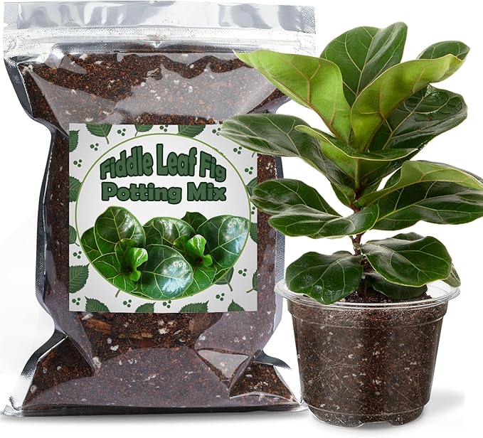 Organic Fiddle Leaf Fig Potting Mix 1qt, Indoor Plants Potting Mix for All Potted Ficus Lyrata Plant, Grow Healthy houseplants Indoors
