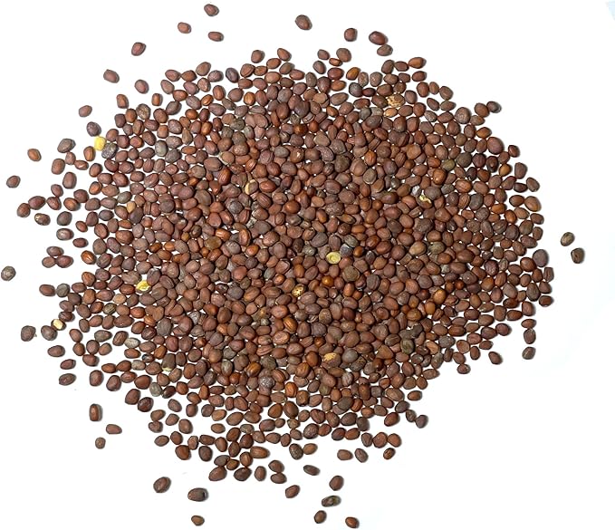Seed Needs Radish Seeds for Planting German Giant Radishes - Non-GMO, Heirloom & Untreated - Grow a Home Grown Vegetable Garden - Cool Weather Crops (1 Pack)