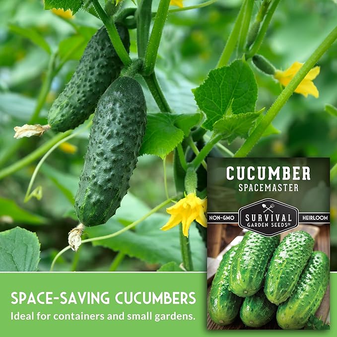 Spacemaster Cucumber Seeds for Planting | Compact Heirloom Non-GMO Variety for Small-Space Gardens – Survival Garden Seeds (3 Packs)