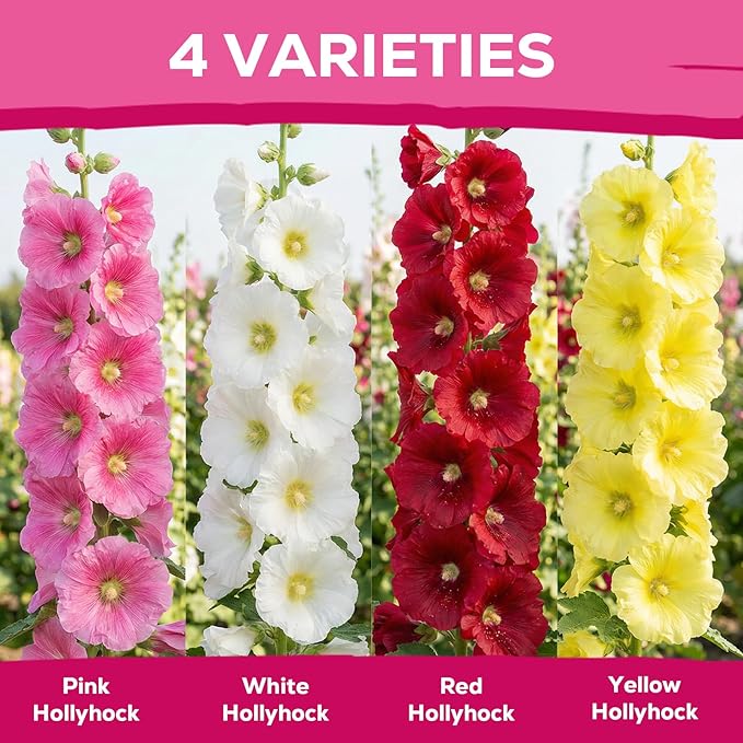 Hollyhock Seeds 3000+ Bulk Pack - Mixed Colors Perennial Heirloom Non-GMO, Easy to Grow, Attracts Pollinators Butterflies & Bees, Ideal for Borders, Cottage Gardens & Outdoor Landscaping & Backyard
