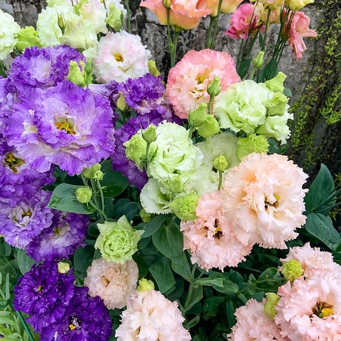 2000+ Lisianthus Seeds for Planting - 2 Pack Mixed Color Perennial Eustoma Grandiflorum Seeds for 2026, Thornless Rose Flowers Seed for Planting, Wildflower, Non-GMO, Garden, Indoor Blooms