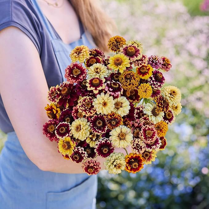 Eden Brothers Zinnia Seeds - Jazzy Mix