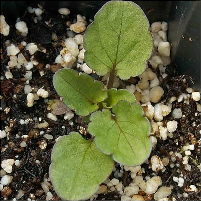 Seed Needs Viola Seeds for Planting Bambini Violas - Heirloom & Open Pollinated Annual Flowers to Plant and Grow an Outdoor Wildflower Butterfly Garden to Attract Pollinators (5 Packs)