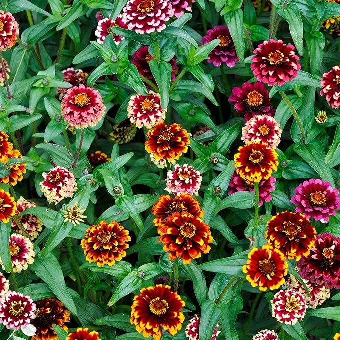 Eden Brothers Zinnia Seeds - Aztec Sunset