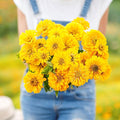 Eden Brothers Zinnia Seeds - Canary Bird, Non-GMO Seeds for Planting, Packet | Low-Maintenance Flower Seeds, Plant During Spring, Zones 3, 4, 5, 6, 7, 8, 9, 10