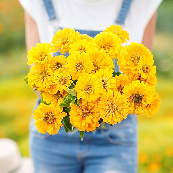 Eden Brothers Zinnia Seeds - Canary Bird, Non-GMO Seeds for Planting, Packet | Low-Maintenance Flower Seeds, Plant During Spring, Zones 3, 4, 5, 6, 7, 8, 9, 10