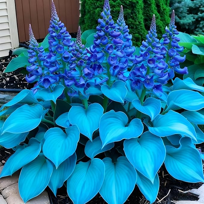 Hosta Seeds for Planting, 290+ Mixed Hosta Seeds, Perennial Flower Palnts, Non-GMO Heirloom Hosta Flower Seed for Home Garden Outdoor