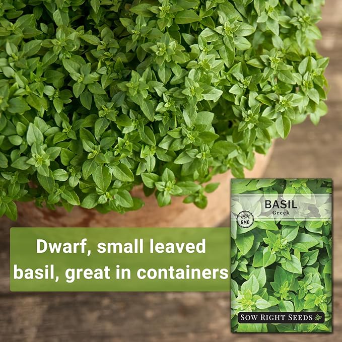 Sow Right Seeds - Greek Basil Seed for Planting - Non-GMO Heirloom Packet with Instructions for Easy Planting and Growing a Kitchen Herb Garden - Indoors & Outdoor - Small Leaved Dwarf Sweet Basil (2)
