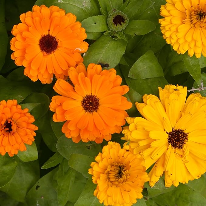 Seed Needs Calendula Seeds Pacific Beauty Mix | 5,000+ Seeds Calendula Officinalis Non-GMO Annual | Large Orange Yellow Blooms Garden Variety Favorite | Bulk Wildflower Seed