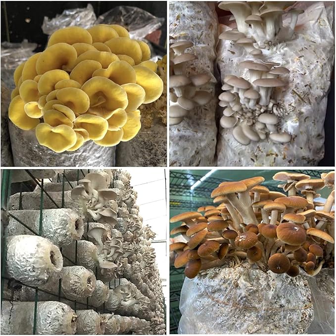 30Pcs Mushroom Grow Bags with 0.2 Micron Filter Patch, 3 Mil Polypropylene, Large Size 8" X 5" X 20" for Mushrooms and Bamboo Fungus Ganoderma Mushroom, Substrates Or Grains