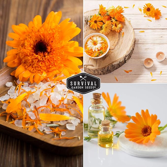 Ball’s Orange Calendula Seeds for Planting – Medicinal Herb & Edible Flower with Bright Orange Blooms – Heirloom Pot Marigold for Skin Care & Teas – Survival Garden Seeds (1 Pack)