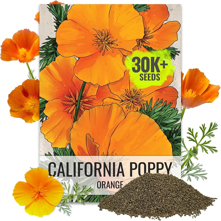 Seed Needs California Poppy Orange Flowering Wildflower Seeds | 2 Ounce 30,000+ Heirloom Seeds Eschscholzia Californica Native Open Pollinated | Flowering Seed Produces 3" Orange Blooms | Bulk