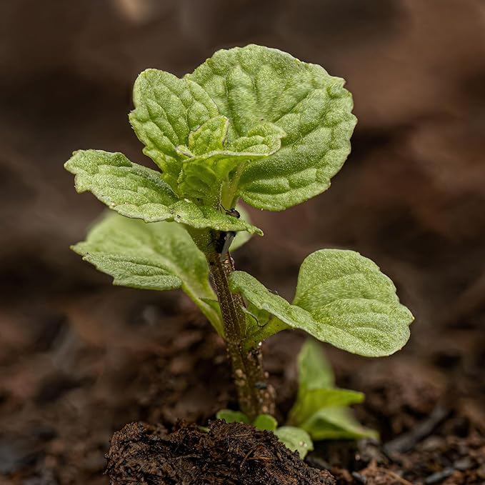 Seed Needs Mint Seeds for Planting Spearmint Herbs - Non-GMO Heirloom & Untreated Perennial Herb Seed to Plant a Home Grown Herb Garden Indoors or Outdoors (1 Pack)