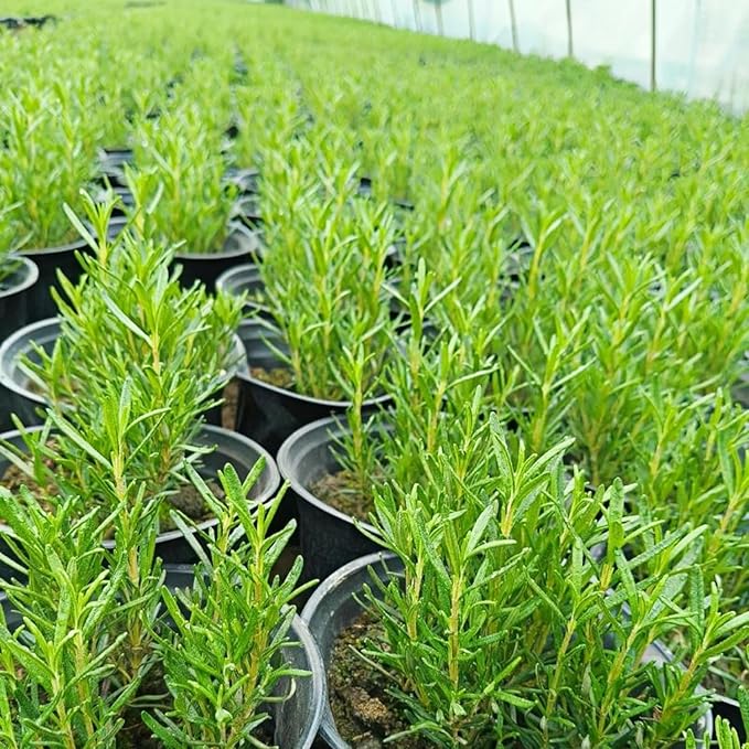 Rosemary Seeds for Ground Cover and Herb Garden, 1000+ Non-GMO Heirloom Seeds, Fragrant Evergreen Culinary Herb
