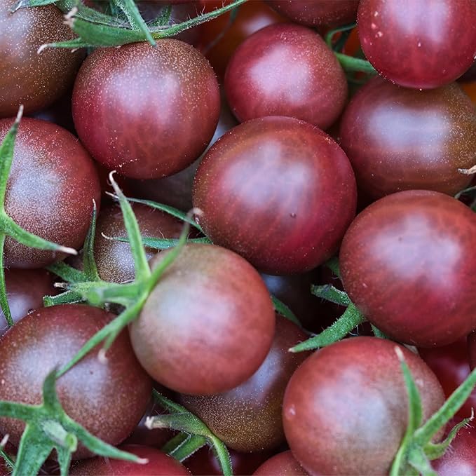 Seed Needs Tomato Seeds for Planting Black Cherry Tomatoes - Non-GMO Heirloom & Untreated Indeterminate Variety to Plant a Home Grown Outdoor Vegetable Garden (1 Pack)