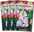 Sow Right Seeds - Tetra Mix Snapdragon Flower Seeds for Planting - Non-GMO Heirloom Packet with Instructions to Grow - Fragrant Annual Flower Spikes in a Mix of Colors - Half Tall for Front Beds (3)