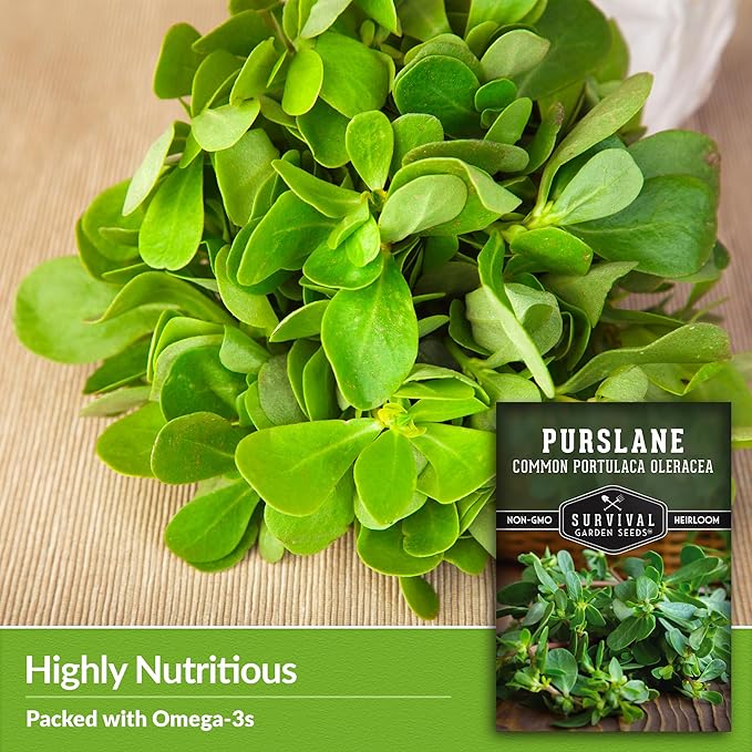 Purslane Seeds for Planting - Edible Green Portulaca Oleracea Verdolagas Heirloom Non-GMO Vegetable Seed for Home Garden - Survival Garden Seeds (3 Packs)