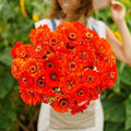 Eden Brothers Zinnia Seeds - Orange King, Non-GMO Seeds for Planting, 1 lb | Low-Maintenance Flower Seeds, Plant During Spring, Zones 3, 4, 5, 6, 7, 8, 9, 10