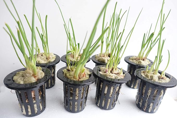 1.5” Rockwool Starter Plugs for Hydroponics, Rockwool Grow Cubes, 2 Sheets of 28 Plugs 56/Set (Big)