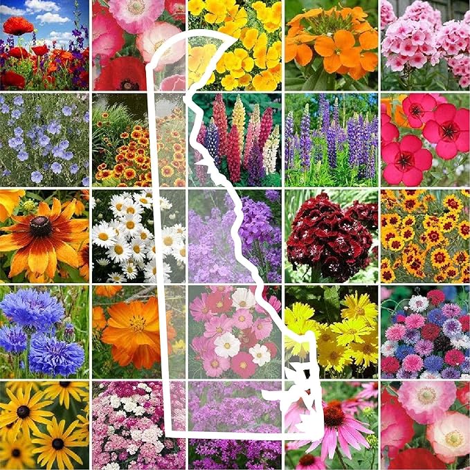Eden Brothers Delaware Wildflower Mixed Seeds for Planting, 1/4 lb, 120,000+ Seeds with Sweet William, Candytuft | Attracts Pollinators, Plant in Spring or Fall, Zones