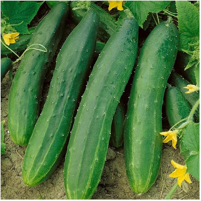 Everwilde Farms - 50 Organic Straight Eight Slicing Cucumber Seeds - Gold Vault Packet