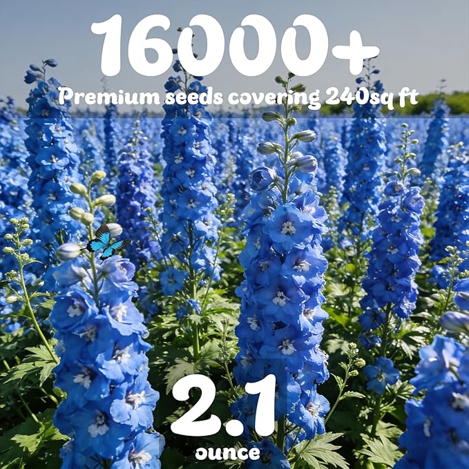 Delphinium Seeds 16000+ Mixed Color Larkspur Seeds for Planting Outdoors, Delphinium Plants Live 2026 Flower Seed to Plant Outside Non-GMO, Garden Wildflower (Delphinium)