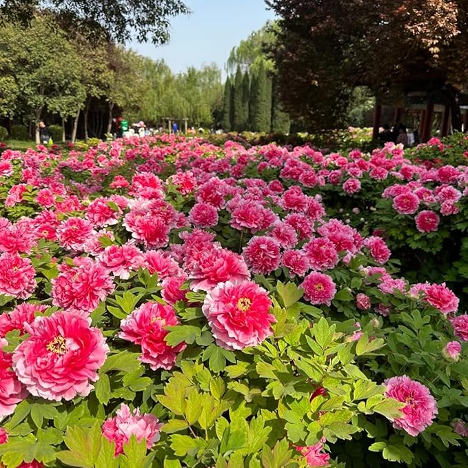 100Pcs Peony Flower Seeds – Premium Peony Seeds for Planting – Easy to Grow Fragrant Garden Flowers for Outdoor, Yard, Patio & Landscaping Decoration