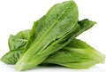 3000 Parris Island Cos Romaine Lettuce Seeds - 4+ Grams - Heirloom Non-GMO USA Grown Premium Vegetable Seeds for Planting - by RDR Seeds