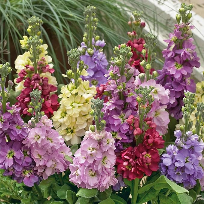 300+ Stock Flower Seeds for Planting - Matthiola Evening Scented Annual Flower Garden Plants Seeds