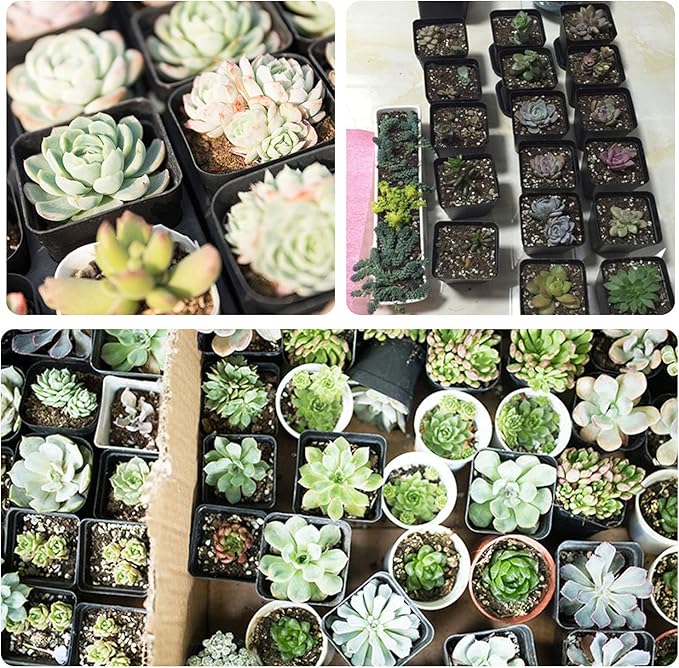 4 Inch Plastic Plant Pots Square Nursery Pot 25 PCS Sturdy & Reusable Starter Container for Starting Seedlings, Succulents,Cuttings & Transplanting with Drainage Holes, Black
