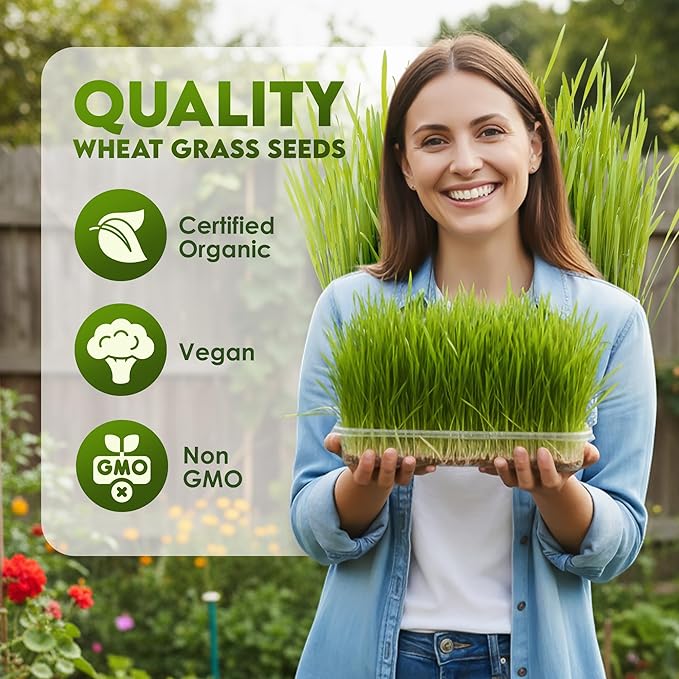 Nature Jims Sprouts Wheat Grass Seeds – Non-GMO Organic Seeds for Planting, Cat Grass Kit Planter & Sprouting –Resealable Bag for Fresh Wheatgrass Sprouts – Packed with Vitamins, Fiber & Minerals–16oz