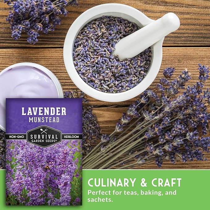 Munstead English Lavender Seeds for Planting – Compact Dwarf Hardy Perennial Herb for Indoor or Outdoor Gardens, Culinary & Fragrant Pollinator Flower - Survival Garden Seeds (2 Packs)