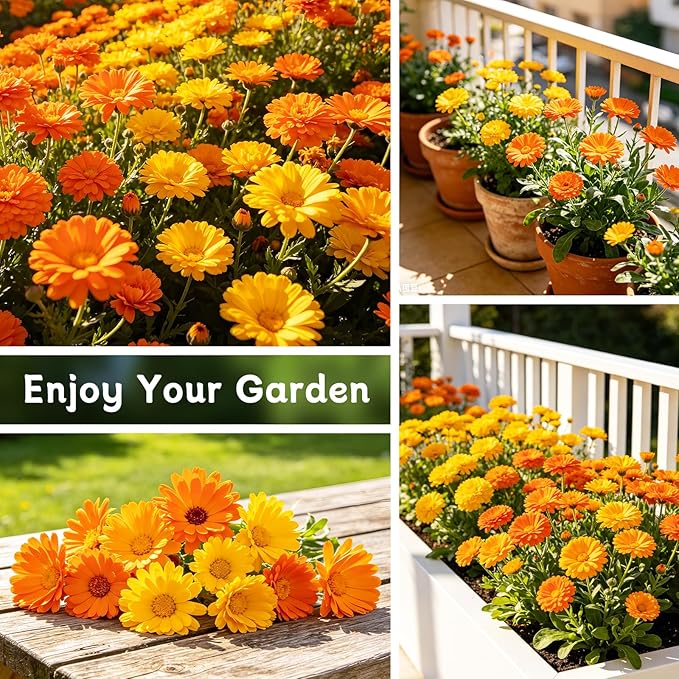 LUOJIBIE Calendula Seeds, Calendula Seeds for Planting Outdoor & Indoor, 4,000+ Pacific Beauty Mix Annual Flower Seeds Bulk, Non-GMO Flower Seeds, Large Blooms, Easy to Grow