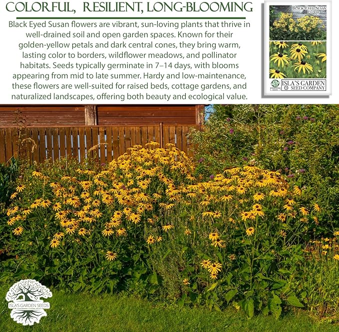 Black Eyed Susan Seeds (Rudbeckia hirta) – 3000+ Non-GMO & Heirloom Flower Seeds, Bright Yellow Blooms with Dark Centers, by Isla’s Garden Seeds, Great for Pollinators & Wildflower Gardens