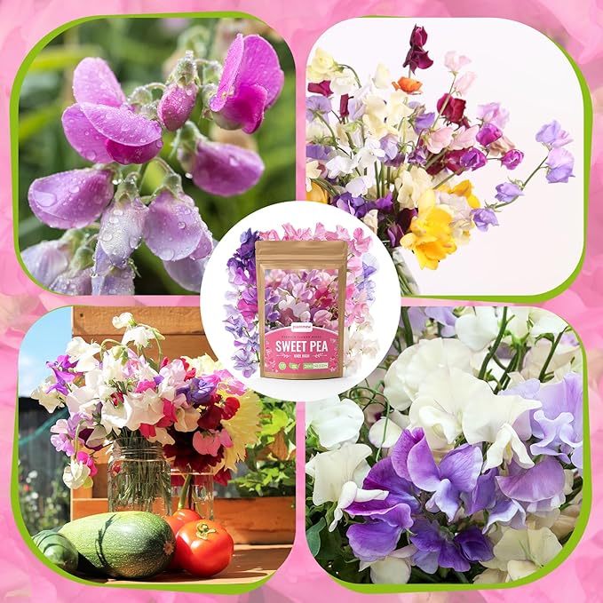 Sweet Pea Seeds 200 Seeds - Non-GMO Heirloom Seeds Brightly Colored Flowering Vines for Pergolas, Flower Beds, Balconies and Patios
