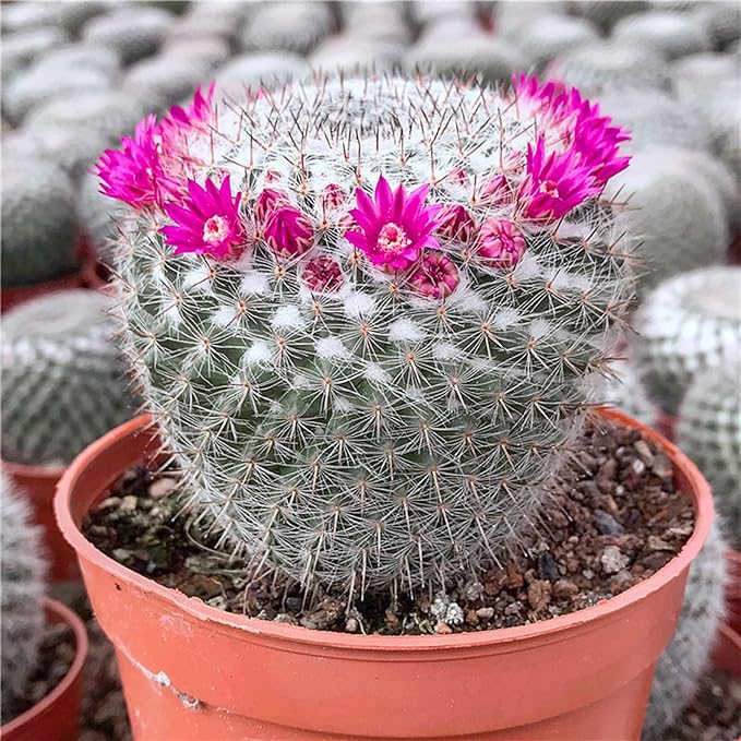 Doter Succulent and Cactus Soil Potting Mix 2.2 LBS, Bonsai Soil Mix Ready to Use, Fast Draining with Added Nutrients