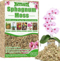 ZeeDix 6 oz Sphagnum Moss for Plants Indoor, Long Fiber Natural Orchid Moss for Repotting Carnivorous Plants, Succulents, Monstera, Flower & Reptile Terrariums Habitats (Expands to 8 qt)