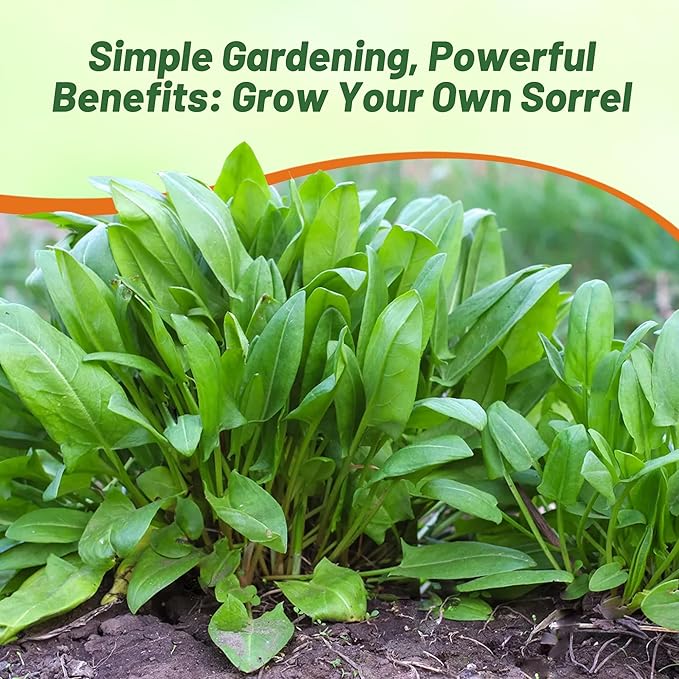 Outsidepride Sorrel Seeds - 10,000 Pcs Perennial, Easy-to-Grow, Drought and Frost Tolerant Herb & Microgreens for Culinary Use, Pollinator Gardens, and Outdoor Landscaping