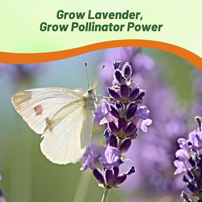 Outsidepride English Lavender Seeds - 5000 Pcs Perennial, Drought-Tolerant & Pollinator Friendly Herb Seeds for Planting Fragrant and Delicate Flowers with Lavender Blooms for Xeriscaping Gardens