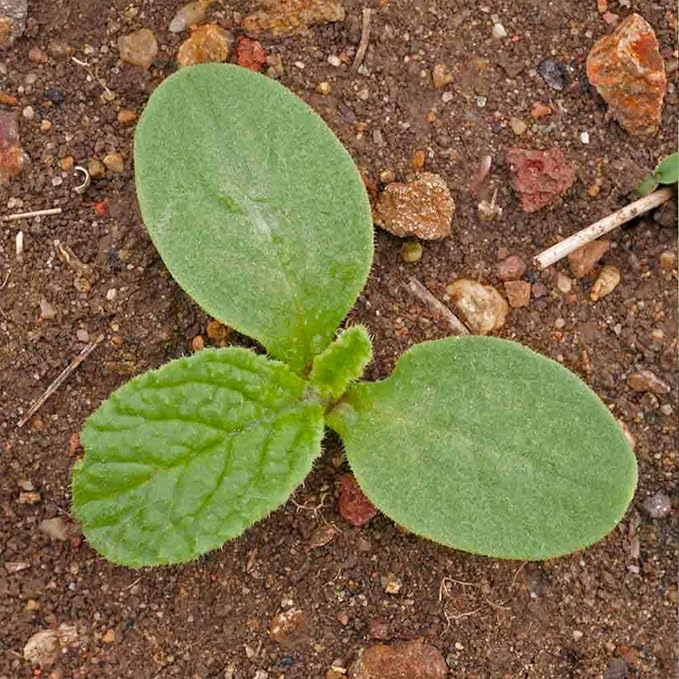Seed Needs Borage Seeds for Planting White Borago officinalis Starflower - Non-GMO Heirloom & Untreated Herb Seed to Plant and Grow an Outdoor Home Grown Garden (1 Pack)