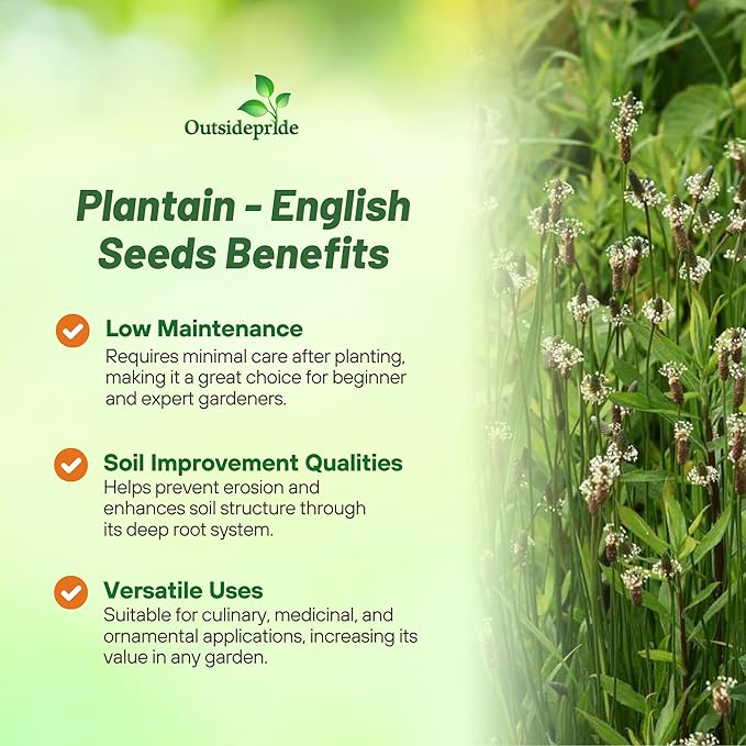 Outsidepride English Plantain Seeds for Planting - 5,000 Pcs Perennial, Easy-to-Grow Herb Seeds for Culinary, Farm & Household Uses, Low-Growing Foliage for Tropical & Subtropical Climates