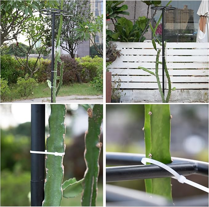 60-Inch Dragon Fruit Trellis - 2 Durable Metal Supports for Climbing Plants, Easy to Assemble Outdoor Garden Trellis for Dragon Fruit Enthusiasts