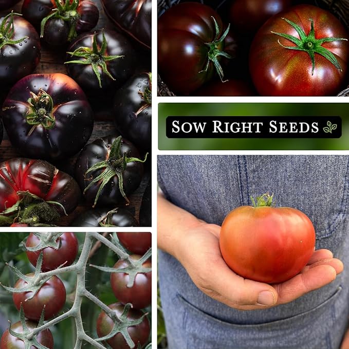 Sow Right Seeds - Black Tomato Seed Collection for Planting - Krim, Brandywine, Cherry, and Beauty Tomatoes - Non-GMO Heirloom Varieties to Plant a Home Vegetable Garden - Savory and Salty Favorites