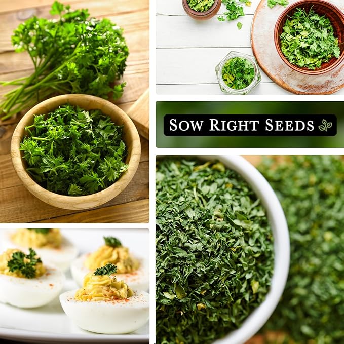 Sow Right Seeds - Curly Leaf Parsley Seed for Planting - Non-GMO Heirloom Packet with Instructions to Plant and Grow a Kitchen Herb Garden - Indoor or Outdoor - Great for Hydroponics Growing (4)