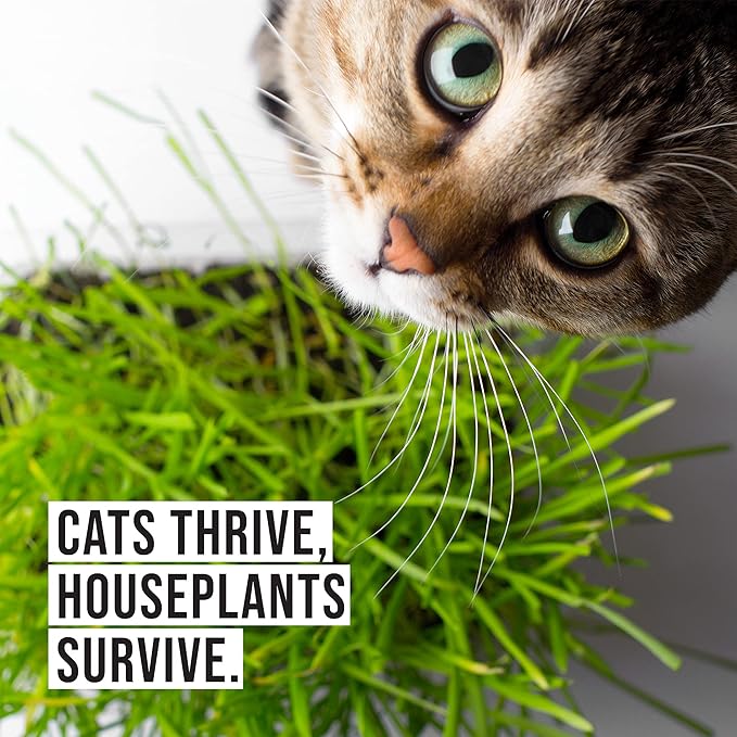 The Cat Ladies Cat Grass Refill Kit 100% Organic Cat Grass Seed and Coco Coir Soil Disks - 3 Pack