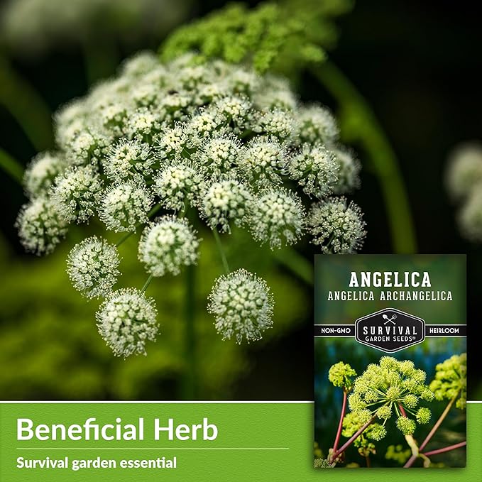 Angelica Seeds for Planting - Medicinal Herb Garden Seed to Grow Angelica Archangelica - Edible Traditional Healing Herb, Biennial Plant - Survival Garden Seeds (2 Packs)