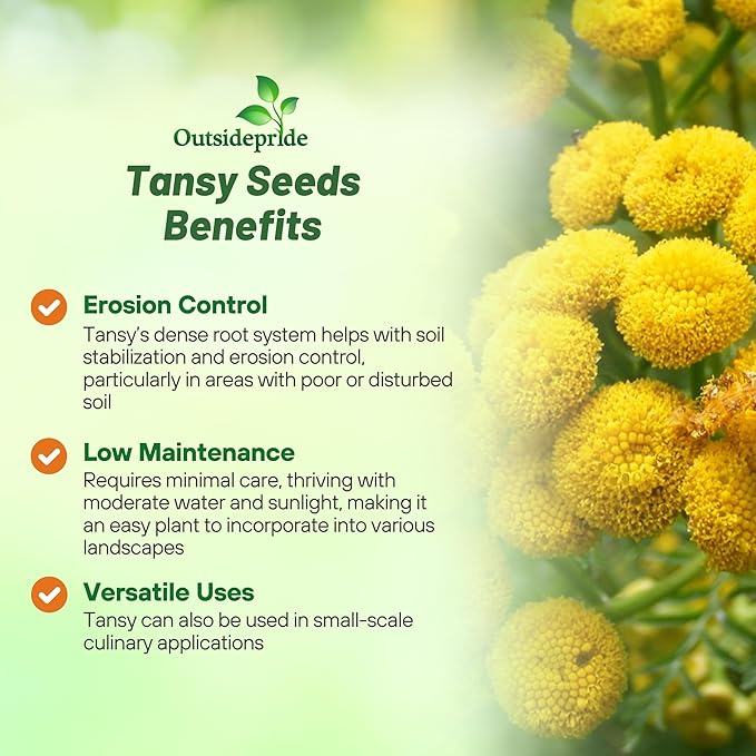 Outsidepride Tansy Seeds - 5000 Pcs. Perennial, Easy to Grow & Low Maintenance, Herb Seeds for Planting Aromatic & Vibrant Yellow Button-Like Blooms, Great for Versatile Uses & Pollinator Gardens